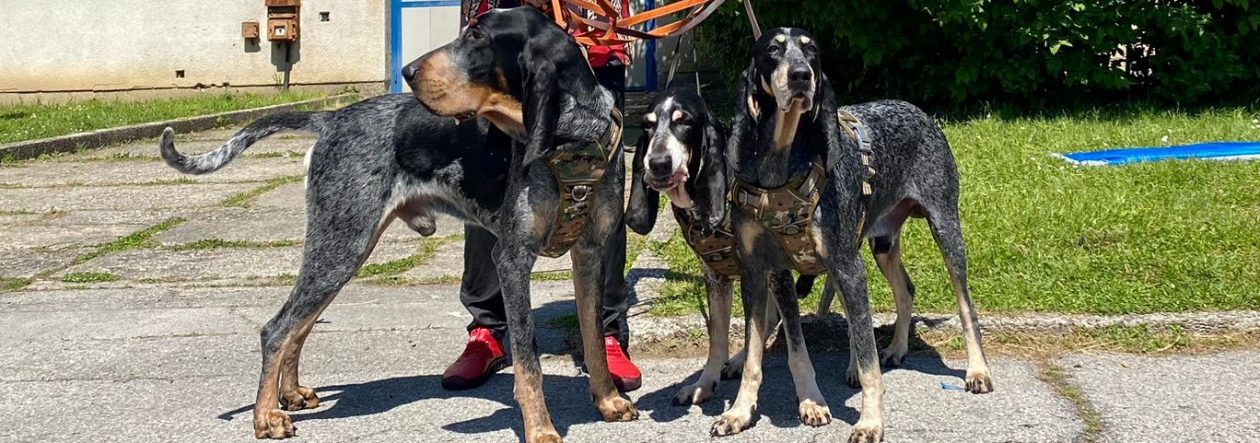 Gascogne Blue Boys (FCI)  